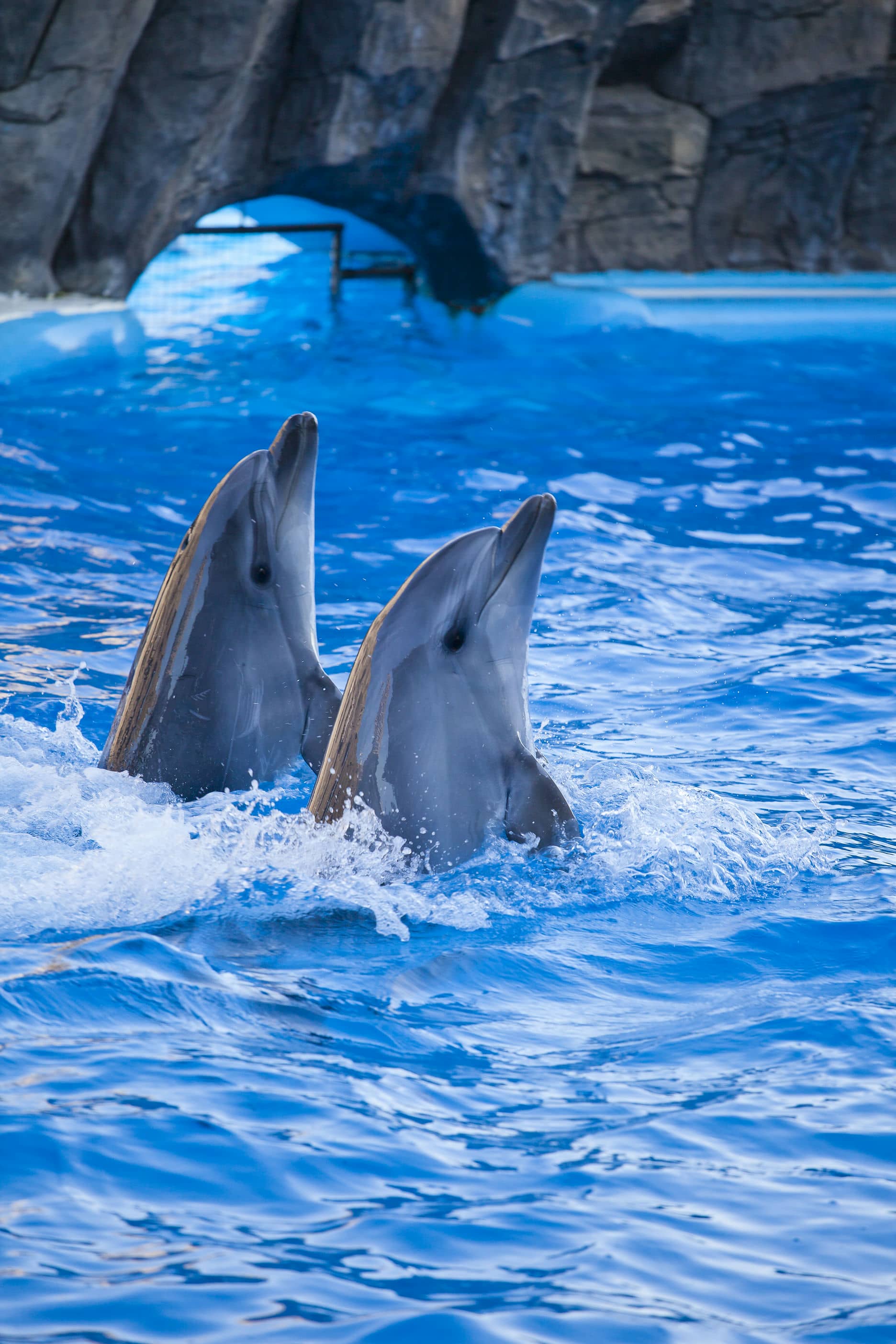 Batumi Dolphinarium